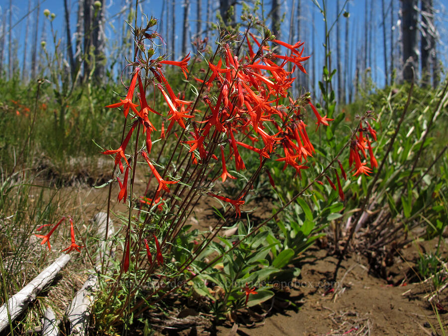scarlet gilia (Ipomopsis aggregata) [Summit Lake Trail, Mt. Jefferson Wilderness, Jefferson County, Oregon]