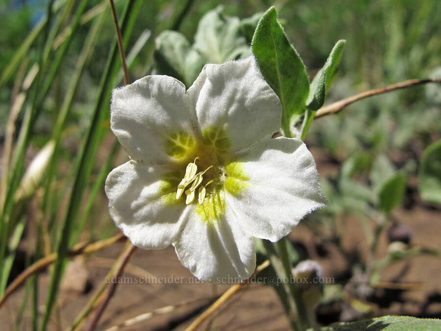 dwarf chamaesaracha (Leucophysalis nana (Chamaesaracha nana)) [Summit Lake Trail, Mt. Jefferson Wilderness, Jefferson County, Oregon]