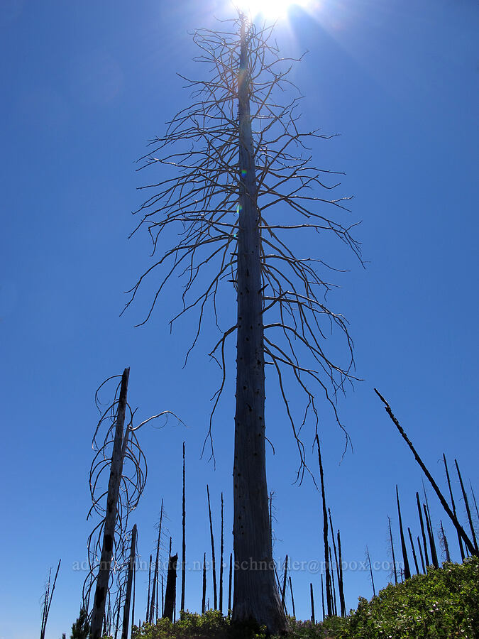 huge dead tree [Summit Lake Trail, Mt. Jefferson Wilderness, Jefferson County, Oregon]