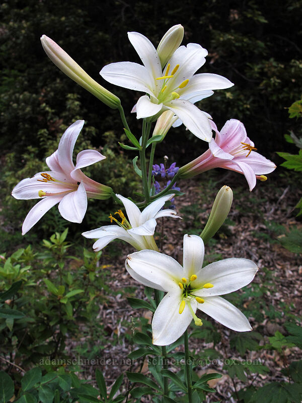 Washington lily (Lilium washingtonianum) [Red Hill Road, Mt. Hood National Forest, Hood River County, Oregon]