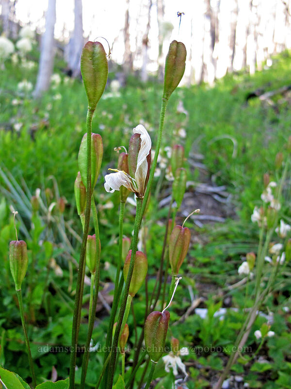 avalanche lily seed-pods (Erythronium montanum) [Vista Ridge Trail, Mt. Hood National Forest, Hood River County, Oregon]