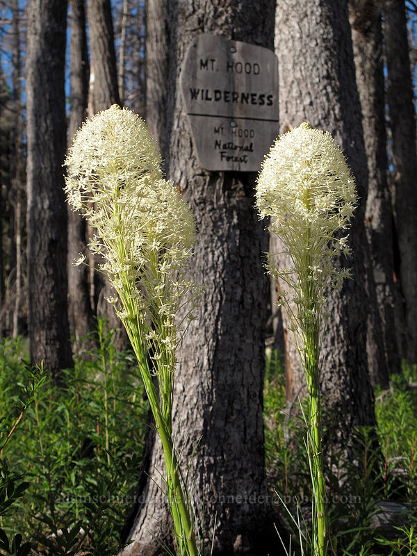 beargrass (Xerophyllum tenax) [Vista Ridge Trail, Mt. Hood National Forest, Hood River County, Oregon]