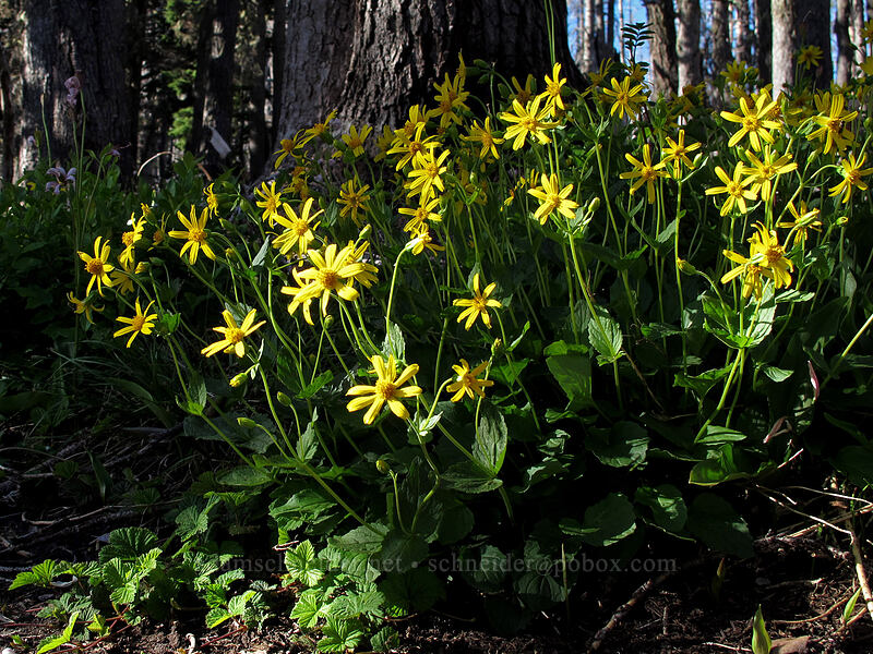 arnica (Arnica latifolia) [Vista Ridge Trail, Mt. Hood Wilderness, Hood River County, Oregon]
