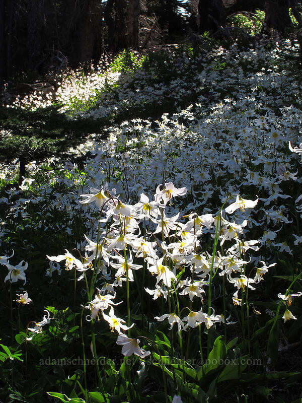 avalanche lilies (Erythronium montanum) [Vista Ridge Trail, Mt. Hood Wilderness, Hood River County, Oregon]