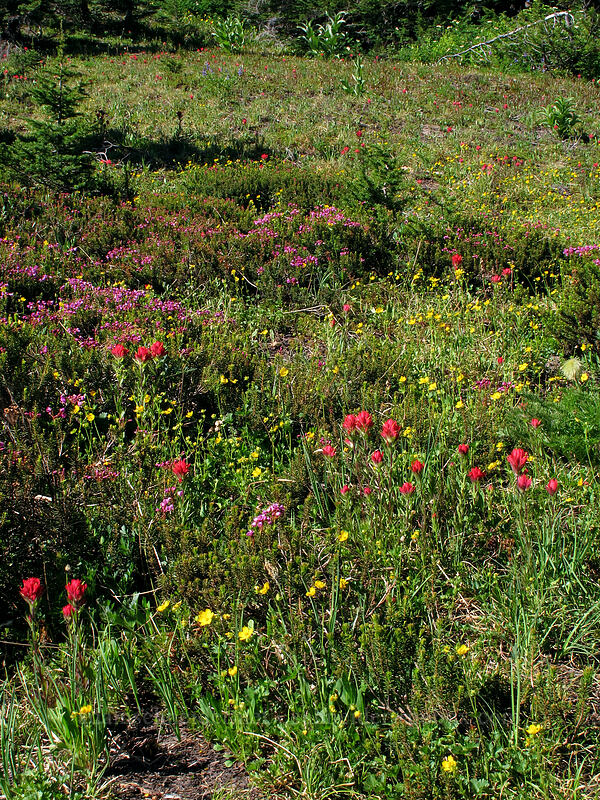 wildflowers (Castilleja parviflora var. oreopola, Phyllodoce empetriformis, Drymocallis sp. (Potentilla sp.)) [Vista Ridge Trail, Mt. Hood Wilderness, Hood River County, Oregon]