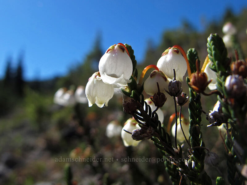 white mountain heather (Cassiope mertensiana) [Vista Ridge Trail, Mt. Hood Wilderness, Hood River County, Oregon]
