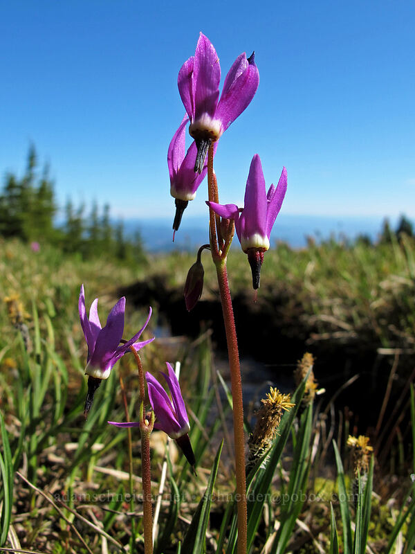 tall mountain shooting stars (Dodecatheon jeffreyi (Primula jeffreyi)) [Wy'east Basin, Mt. Hood Wilderness, Hood River County, Oregon]