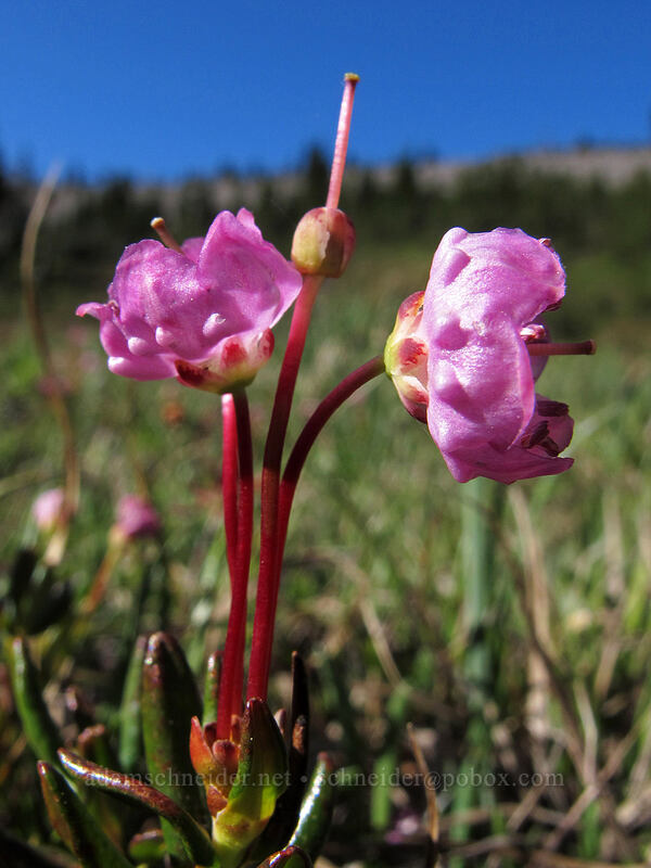 alpine laurel (Kalmia microphylla (Kalmia polifolia ssp. microphylla)) [Wy'east Basin, Mt. Hood Wilderness, Hood River County, Oregon]