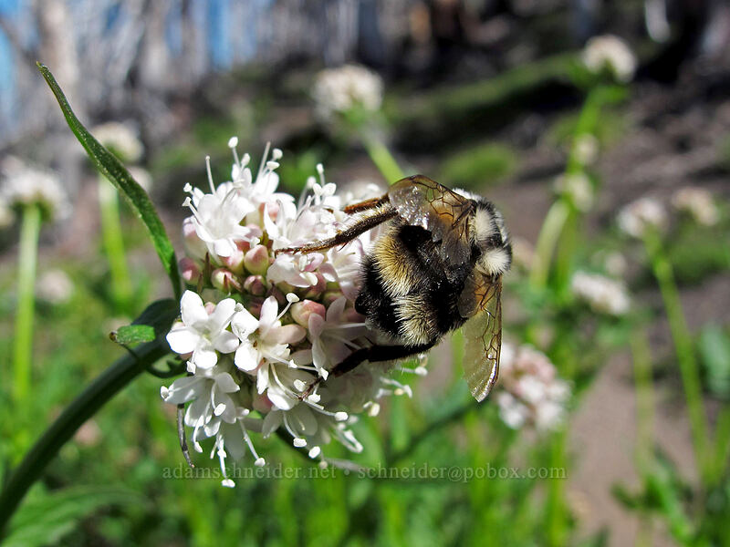 bumblebee on Sitka valerian (Valeriana sitchensis) [Timberline Trail, Mt. Hood Wilderness, Hood River County, Oregon]