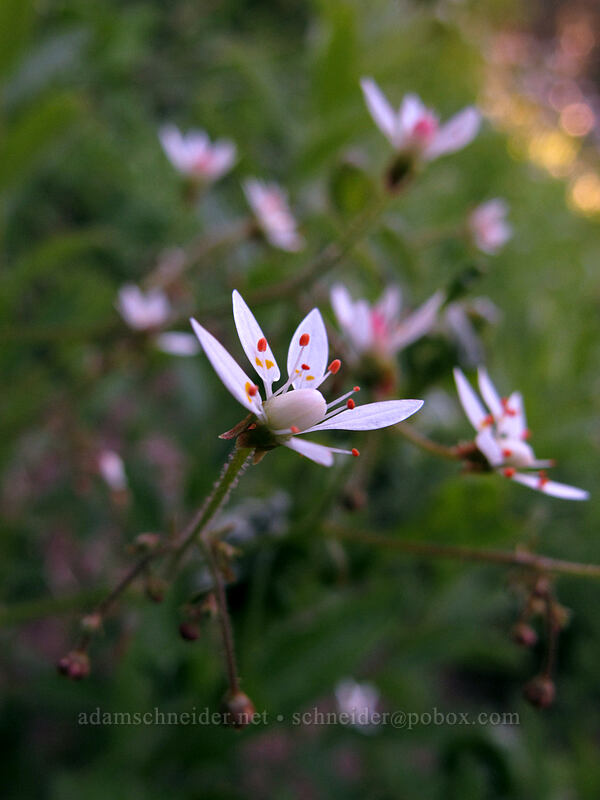 rusty saxifrage (Micranthes ferruginea (Saxifraga ferruginea)) [Timberline Trail, Mt. Hood Wilderness, Hood River County, Oregon]