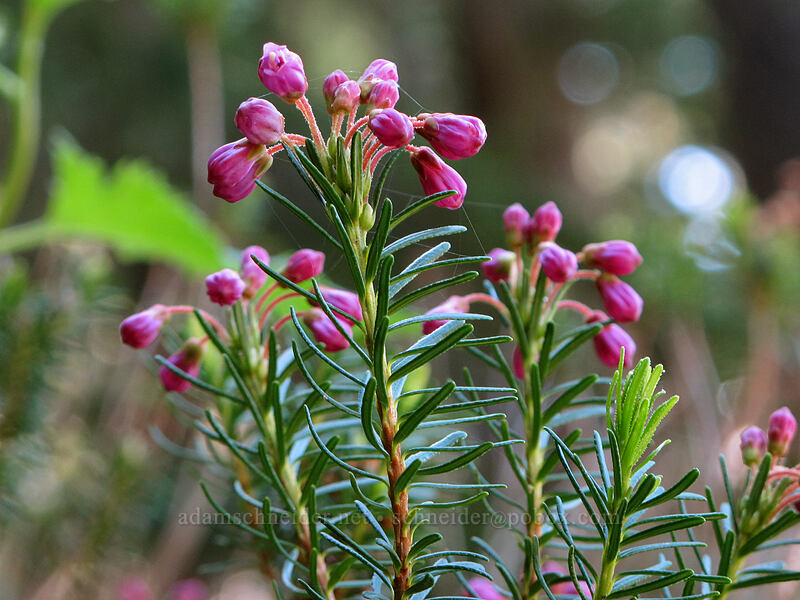 pink mountain heather, budding (Phyllodoce empetriformis) [Timberline Trail, Mt. Hood Wilderness, Hood River County, Oregon]