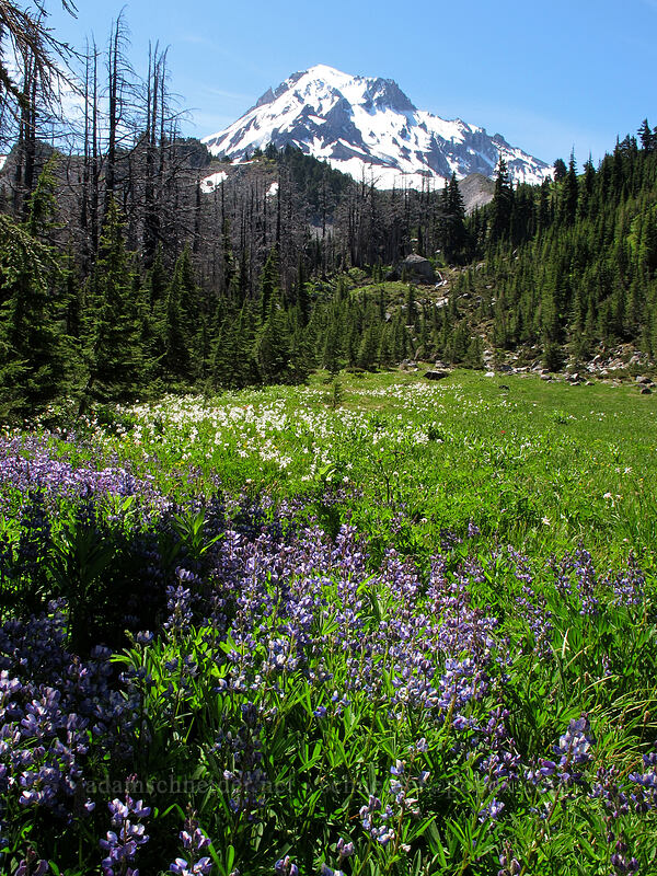 Mt. Hood, lupines, & avalanche lilies (Lupinus latifolius, Erythronium montanum) [Timberline Trail, Mt. Hood Wilderness, Hood River County, Oregon]
