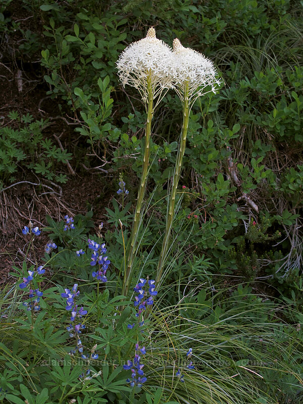 beargrass & lupines (Xerophyllum tenax, Lupinus latifolius) [Timberline Trail, Mt. Hood Wilderness, Hood River County, Oregon]