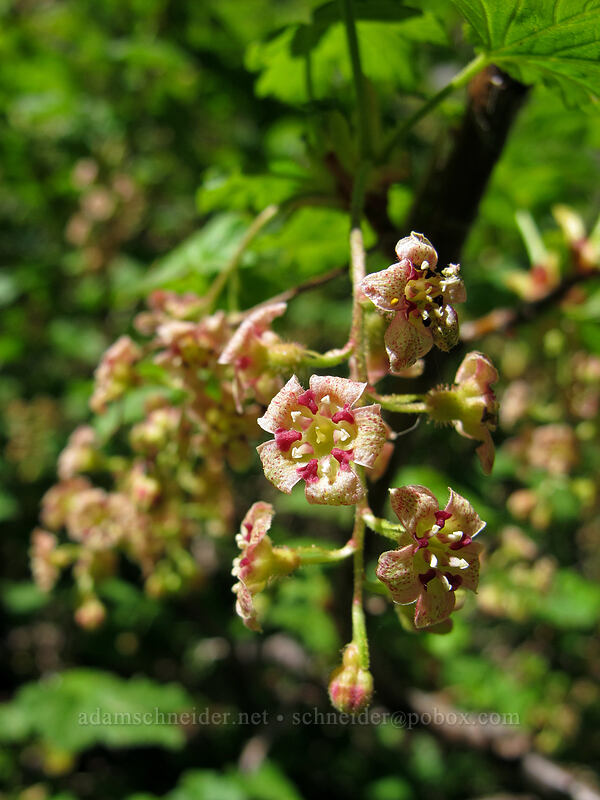 maple-leaf currant (Ribes acerifolium (Ribes howellii)) [Timberline Trail, Mt. Hood Wilderness, Hood River County, Oregon]