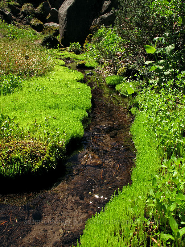 mossy stream [Timberline Trail, Mt. Hood Wilderness, Hood River County, Oregon]