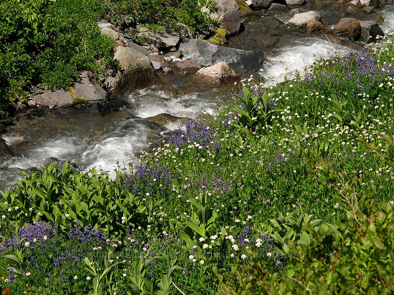 lupines & valerian by Glisan Creek (Lupinus latifolius, Valeriana sitchensis) [Timberline Trail, Mt. Hood Wilderness, Hood River County, Oregon]