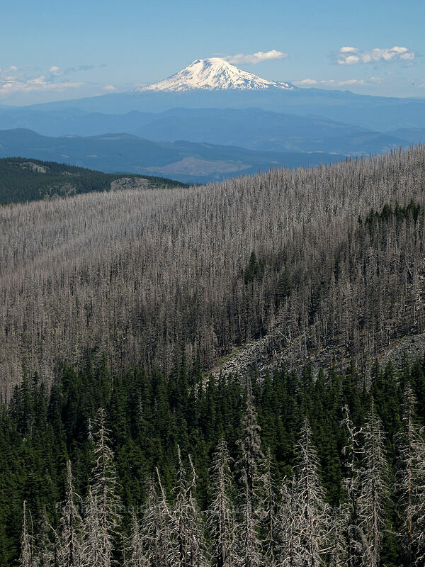 Mt. Adams & burned forest [Timberline Trail, Mt. Hood Wilderness, Hood River County, Oregon]