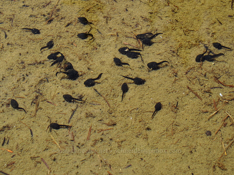 Cascade frog tadpoles (Rana cascadae) [Eden Park, Mt. Hood Wilderness, Hood River County, Oregon]