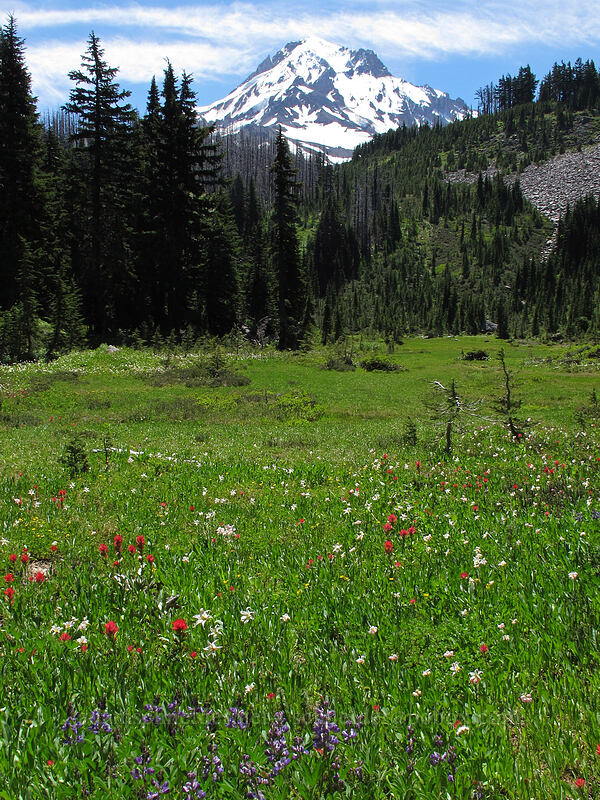 Mt. Hood & wildflowers (Lupinus latifolius, Erythronium montanum, Castilleja parviflora var. oreopola) [Eden Park, Mt. Hood Wilderness, Hood River County, Oregon]