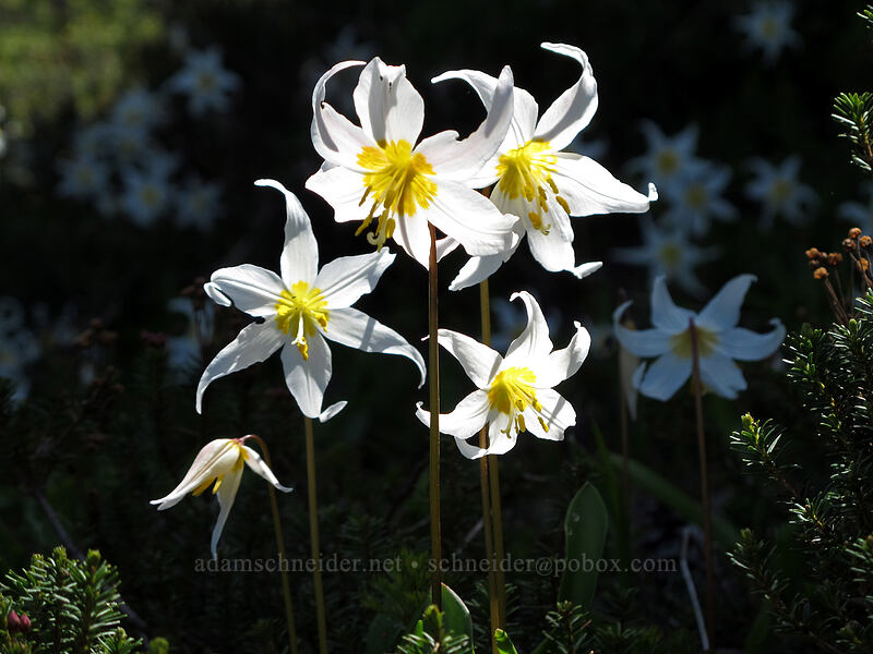 avalanche lilies (Erythronium montanum) [Eden Park Trail, Mt. Hood Wilderness, Hood River County, Oregon]