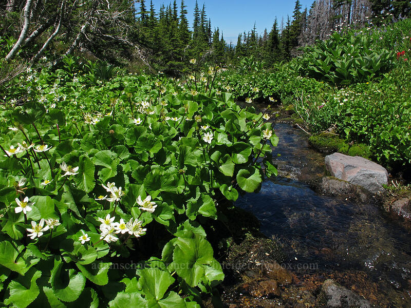 white marsh-marigolds (Caltha biflora (Caltha leptosepala var. biflora)) [Eden Park Trail, Mt. Hood Wilderness, Hood River County, Oregon]