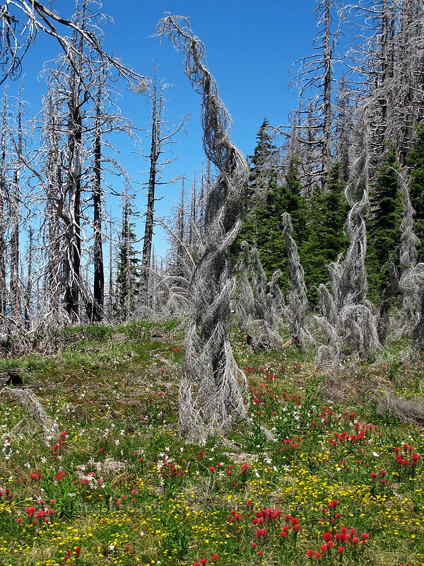 corkscrewy dead tree (Castilleja parviflora var. oreopola, Potentilla flabellifolia, Erythronium montanum) [Eden Park Trail, Mt. Hood Wilderness, Hood River County, Oregon]