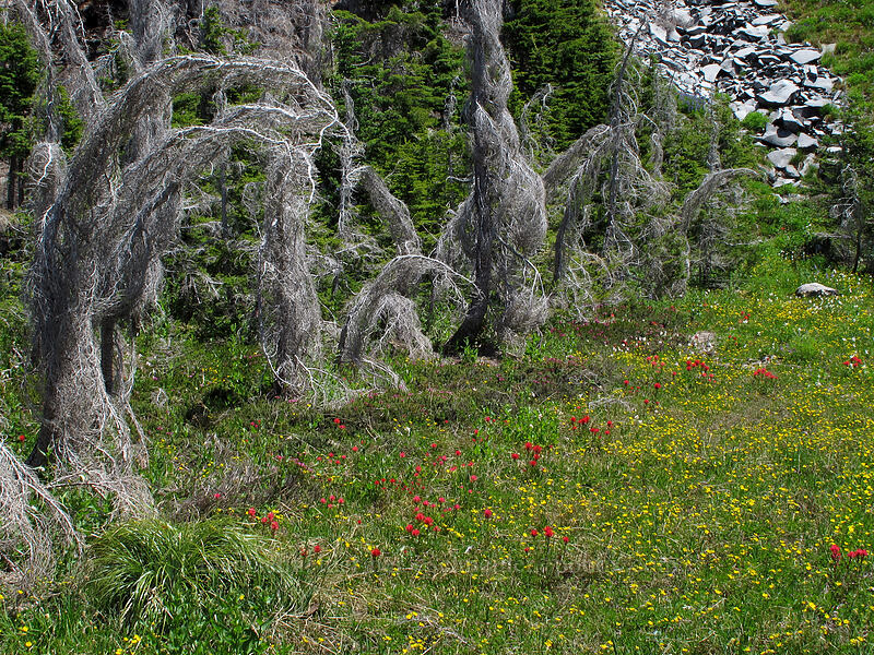 wildflowers & burnt trees (Castilleja parviflora var. oreopola, Potentilla flabellifolia) [Eden Park Trail, Mt. Hood Wilderness, Hood River County, Oregon]