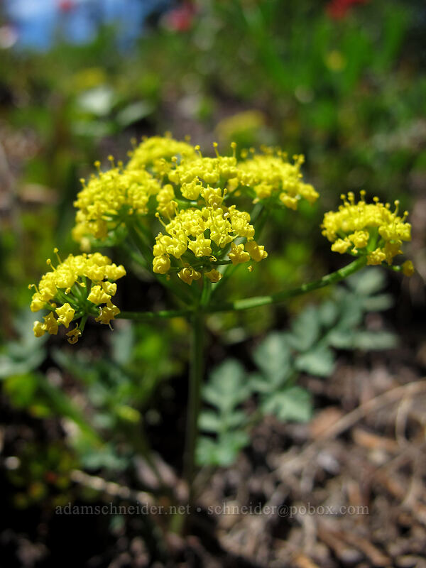 Cascade desert parsley (Lomatium martindalei) [Vista Ridge Trail, Mt. Hood Wilderness, Hood River County, Oregon]