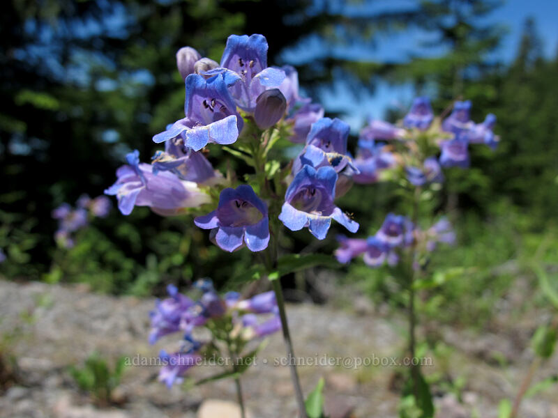 Cascade penstemon (Penstemon serrulatus) [Forest Road 1650, Mt. Hood National Forest, Hood River County, Oregon]