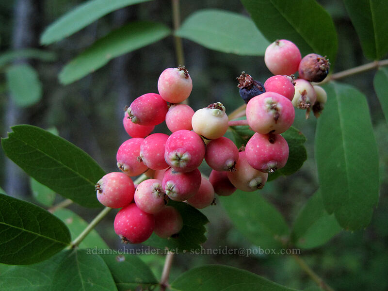 Sitka mountain-ash berries (Sorbus sitchensis) [Rachel Lake Trail, Alpine Lakes Wilderness, Kittitas County, Washington]