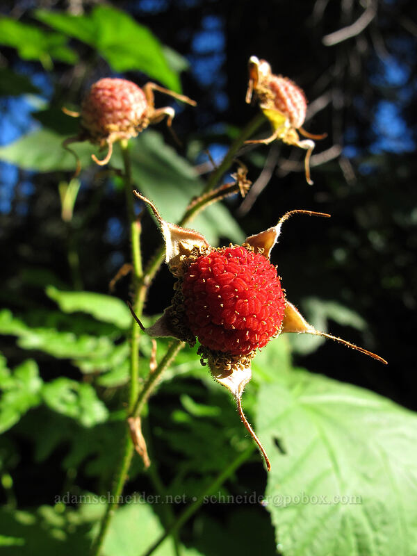 thimbleberries (Rubus parviflorus) [Rachel Lake Trail, Alpine Lakes Wilderness, Kittitas County, Washington]
