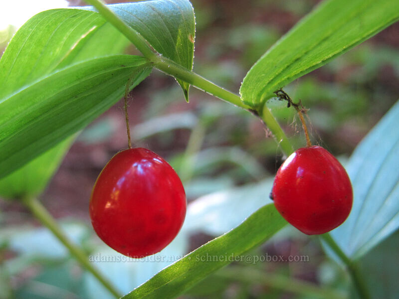 rosy twisted-stalk berries (Streptopus lanceolatus) [Rachel Lake Trail, Alpine Lakes Wilderness, Kittitas County, Washington]