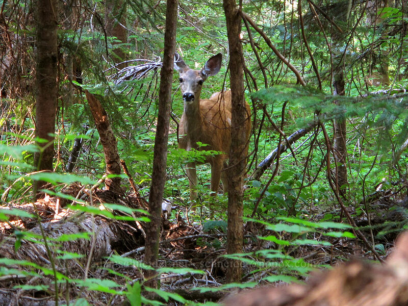 deer (Odocoileus hemionus columbianus) [Rachel Lake Trail, Alpine Lakes Wilderness, Kittitas County, Washington]