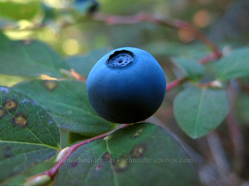 wild blueberry (Vaccinium ovalifolium) [Rachel Lake Trail, Alpine Lakes Wilderness, Kittitas County, Washington]