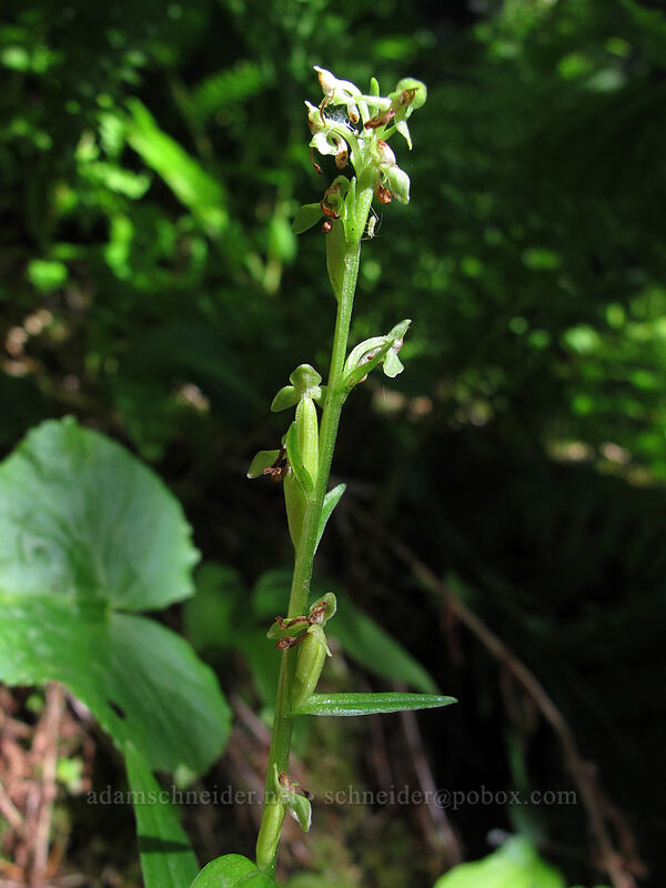slender bog orchid (Platanthera stricta (Habenaria saccata)) [Rachel Lake Trail, Alpine Lakes Wilderness, Kittitas County, Washington]