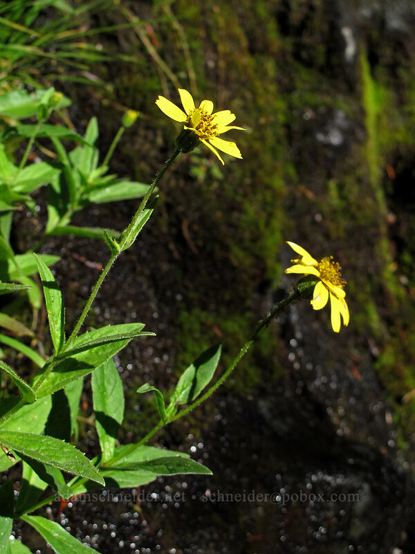 streambank arnica (Arnica lanceolata ssp. prima (Arnica amplexicaulis)) [Rachel Lake Trail, Alpine Lakes Wilderness, Kittitas County, Washington]