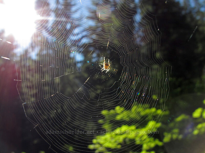 spider web [Rachel Lake Trail, Alpine Lakes Wilderness, Kittitas County, Washington]