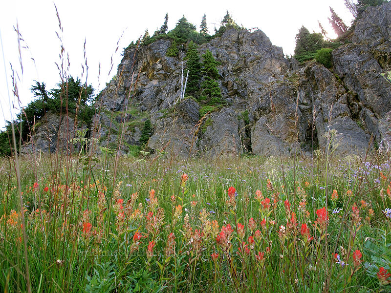 paintbrush & asters (Castilleja miniata, Eucephalus ledophyllus (Aster ledophyllus)) [Goat Ridge Trail, Goat Rocks Wilderness, Lewis County, Washington]