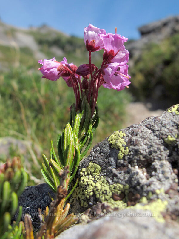 pink mountain heather (Phyllodoce empetriformis) [Jordan Basin, Goat Rocks Wilderness, Lewis County, Washington]