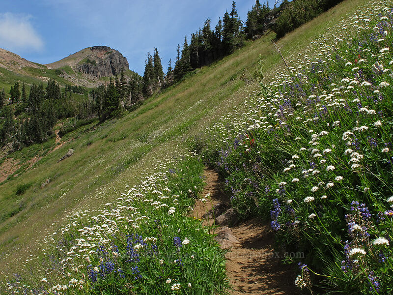 trail through wildflowers [Goat Ridge Trail, Goat Rocks Wilderness, Lewis County, Washington]