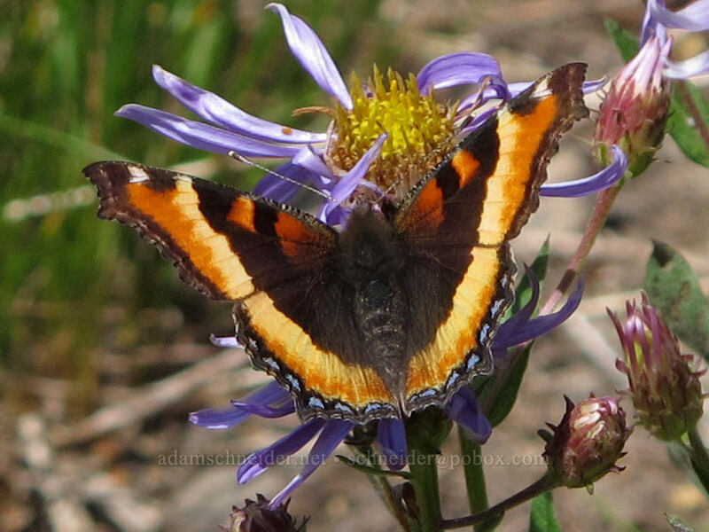Milbert's tortoiseshell butterfly (Aglais milberti (Nymphalis milberti)) [Lily Basin Trail, Goat Rocks Wilderness, Lewis County, Washington]