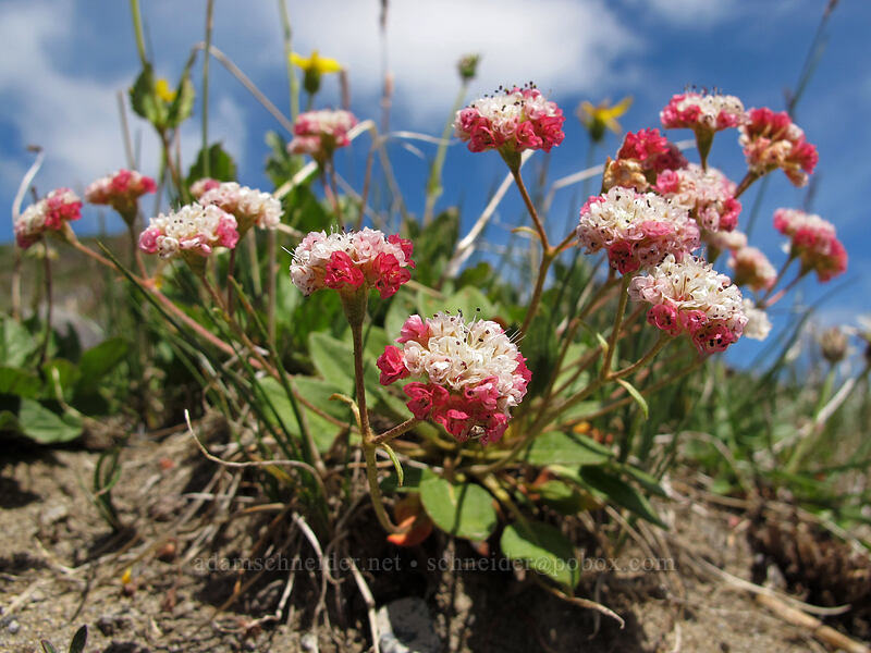 alpine buckwheat (Eriogonum pyrolifolium var. coryphaeum) [Lily Basin Trail, Goat Rocks Wilderness, Lewis County, Washington]