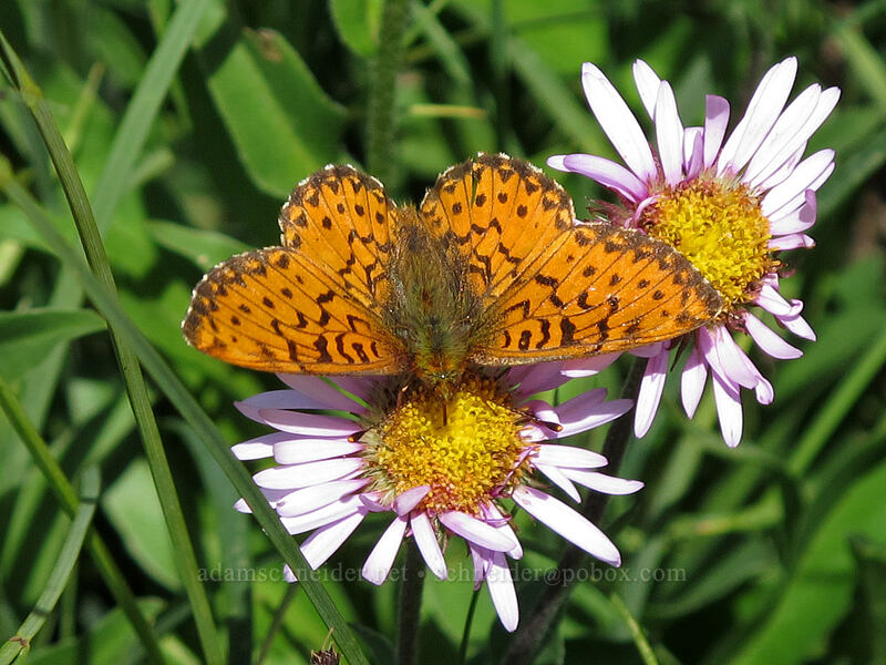 arctic fritillary butterfly (Boloria chariclea) [Lily Basin Trail, Goat Rocks Wilderness, Lewis County, Washington]