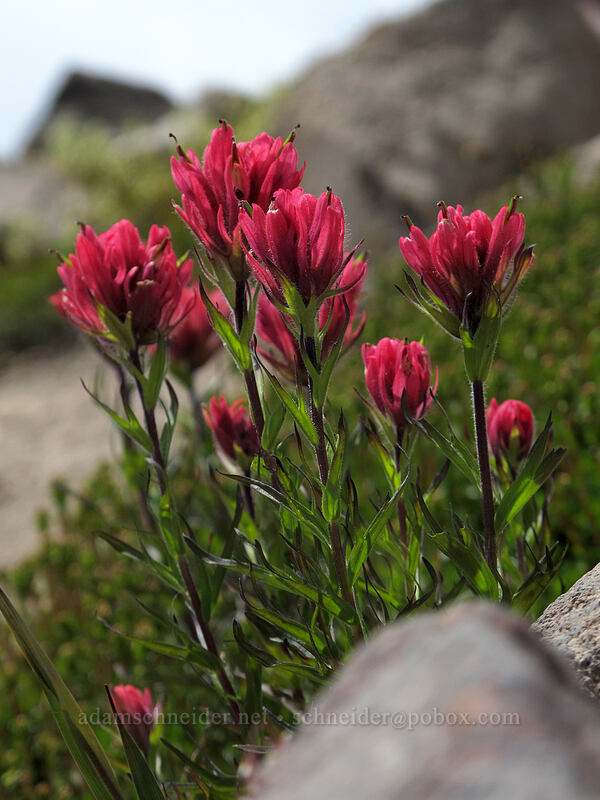 magenta paintbrush (Castilleja parviflora var. oreopola) [Hawkeye Point Trail, Goat Rocks Wilderness, Lewis County, Washington]