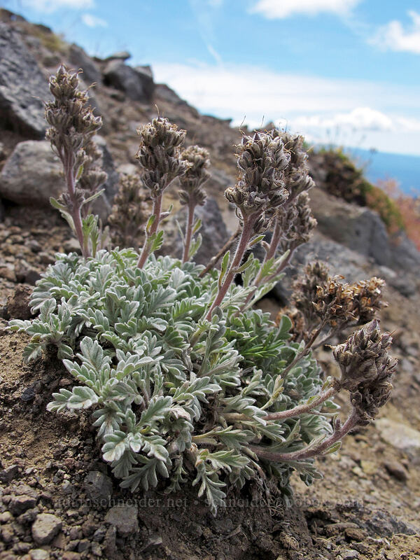 silky phacelia, going to seed (Phacelia sericea) [Hawkeye Point Trail, Goat Rocks Wilderness, Lewis County, Washington]