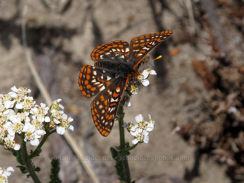 Edith's checkerspot butterfly on yarrow (Euphydryas editha, Achillea millefolium) [Hawkeye Point Trail, Goat Rocks Wilderness, Lewis County, Washington]