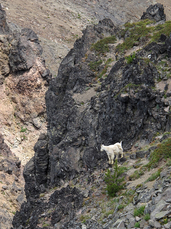 mountain goat (Oreamnos americanus) [Hawkeye Point, Goat Rocks Wilderness, Lewis County, Washington]