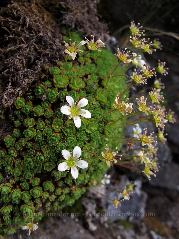 tufted saxifrage (Saxifraga cespitosa (Saxifraga caespitosa)) [below Hawkeye Point, Goat Rocks Wilderness, Lewis County, Washington]