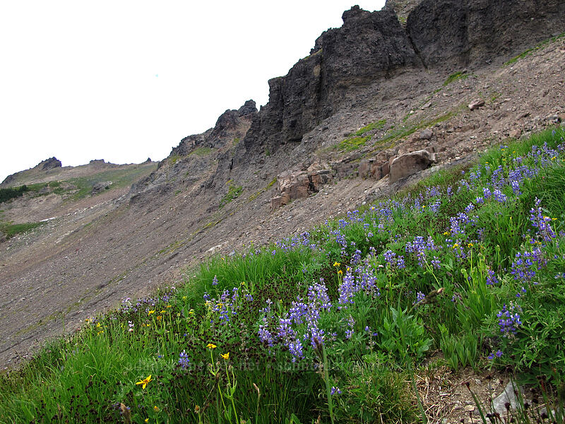 wildflowers [below Hawkeye Point, Goat Rocks Wilderness, Lewis County, Washington]
