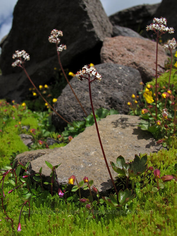 Nelson's brook saxifrage (Micranthes nelsoniana (Saxifraga nelsoniana)) [Lily Basin Trail, Goat Rocks Wilderness, Lewis County, Washington]